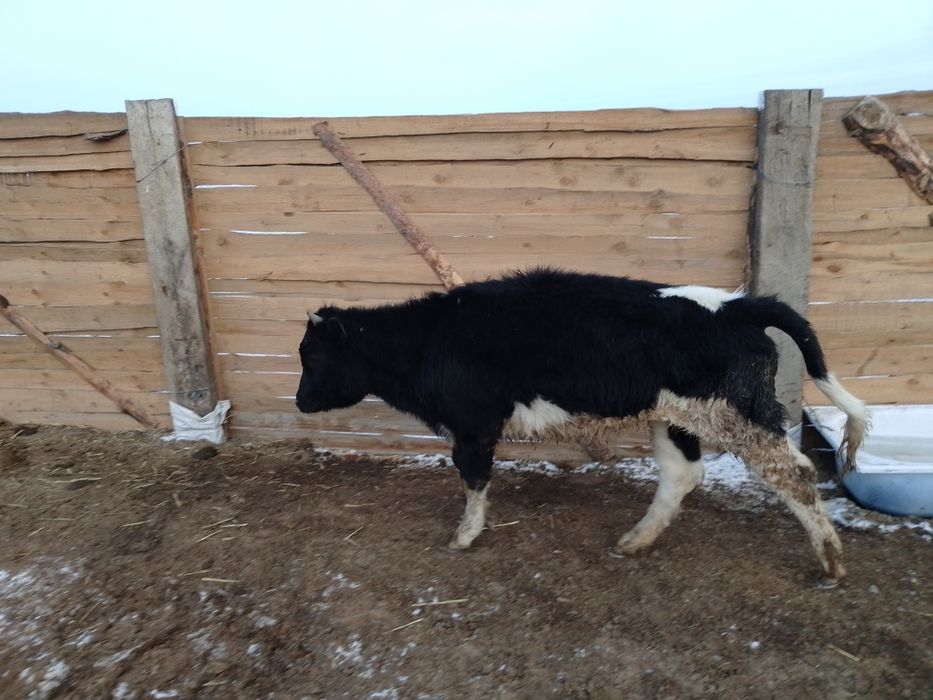 Бука кашарлар...