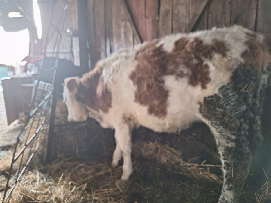 Vitea de 1 an de zile