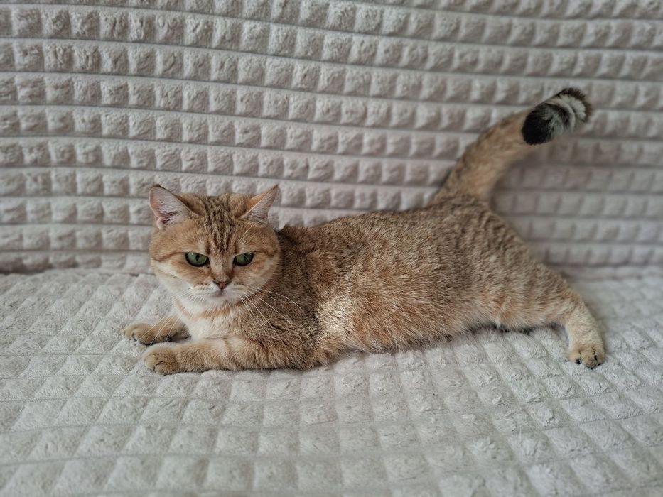 Продает кошка британская шиншилла