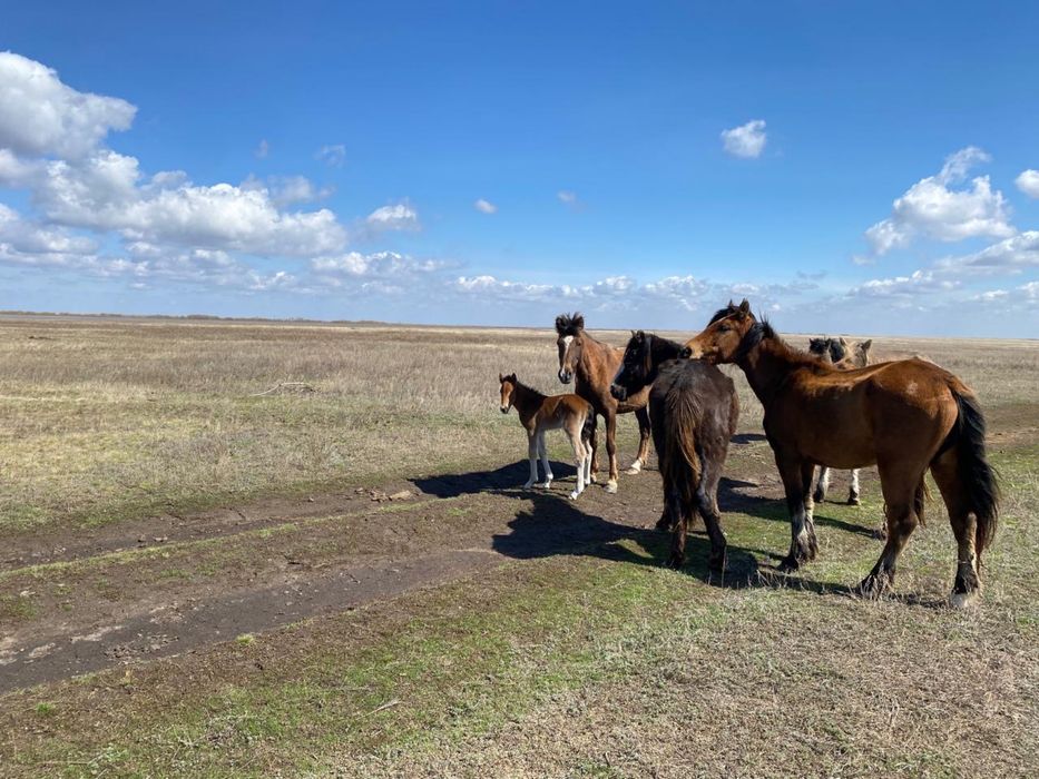 Продам лошаде дойные кобылы