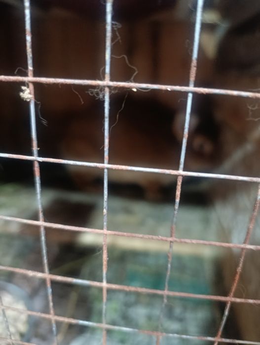 Burgun quyon bolalari erkegagi ayoli bot