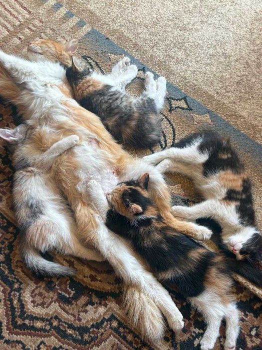 Котята в добрые руки