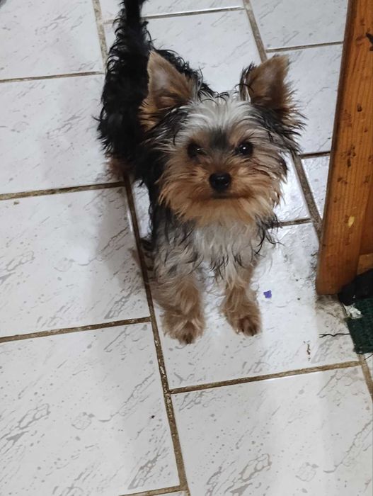 Йоркширски териер мини йорки