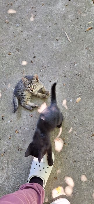 Котёнок в добрые руки мальчик 2 месяца