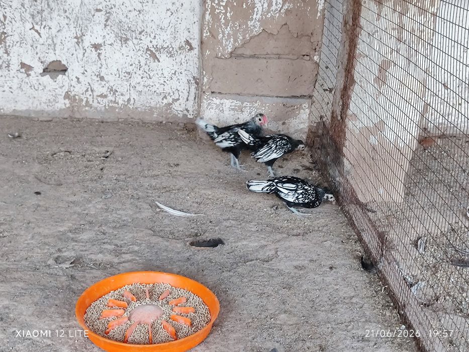 Serebro Sibraytlar sotiladi