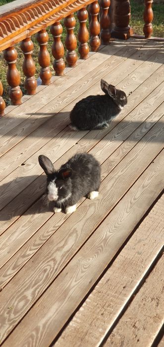 Karlik baran/ карликовые кролики