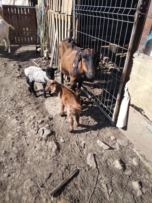 Caprite aglonubian toate gestante