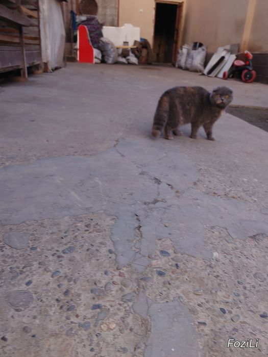 Fold zottor mushuk rossa o'ynoqi sog'lom