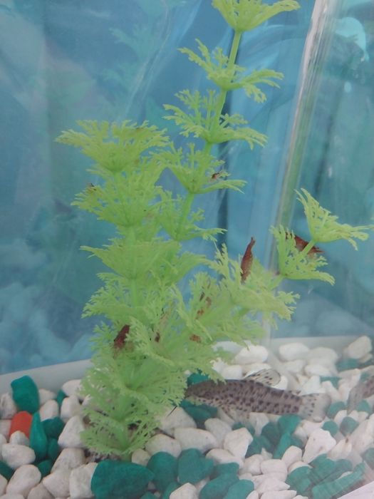 Аквариумные креветки