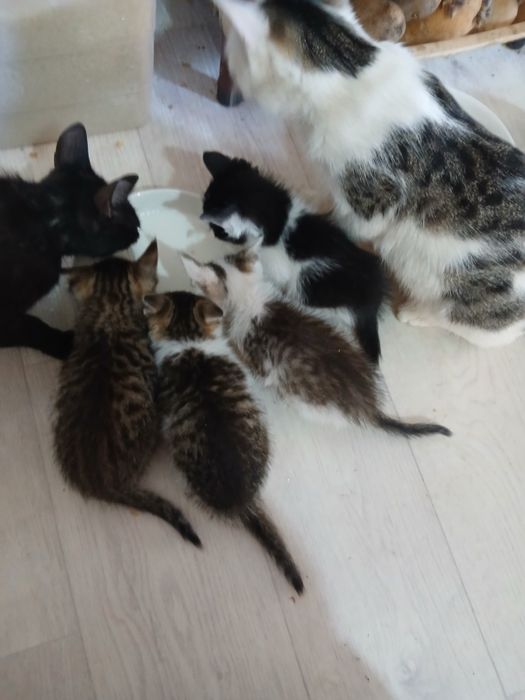 Котята в хорошие руки