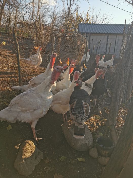 Curci românești crescute la țară