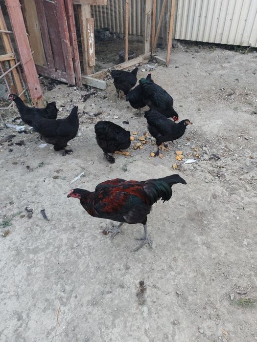 Продам  петухов 4 шт здоровые