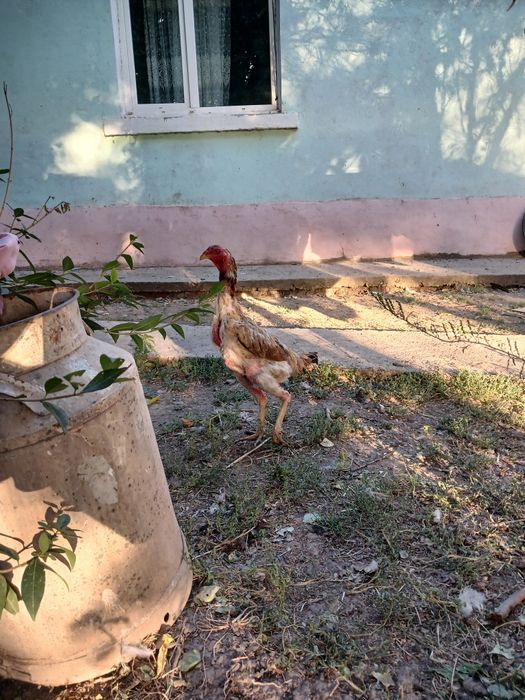 Сатылады дакан парымен