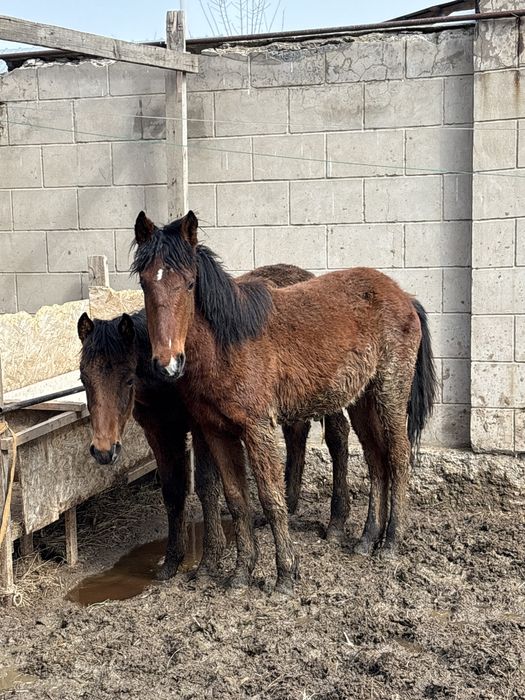 Тай жеребёнок срочно