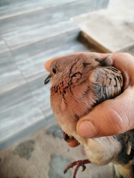 щеглы пепельные светлые