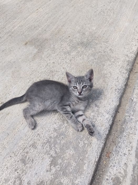 Spre adopție – 2 pisicuțe adorabile!