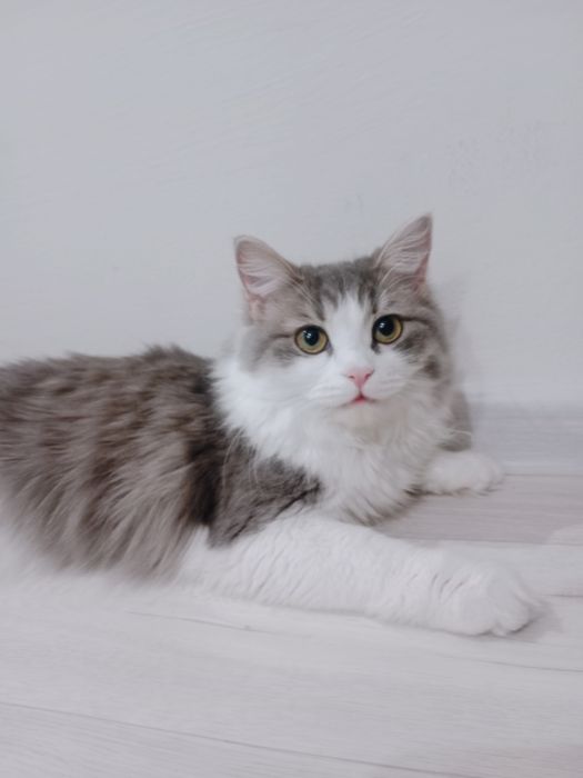 Отдам котенка в добрые руки