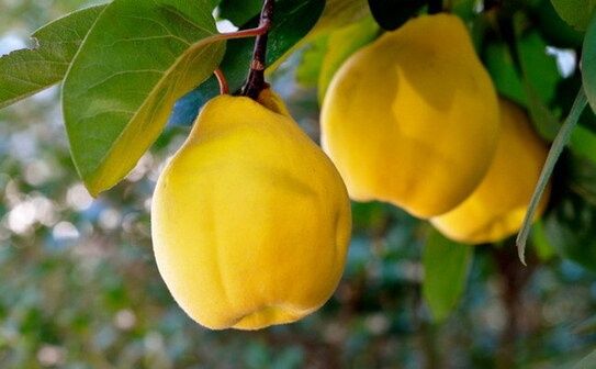 Pomi Fructiferi Glia Stramoseasca (Soiuri de Gutui )