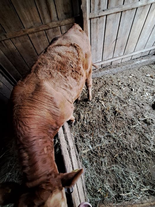De vânzare vițel