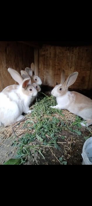 Vând iepuri hycoli francez!!