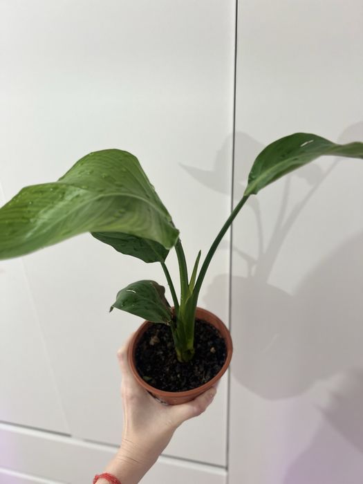 Стрелиция Николая