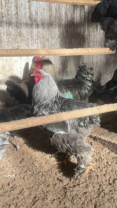 Продаются Питухи