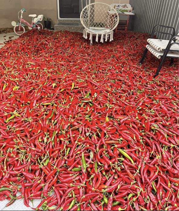 Boia ardei dulce, BIO 100%! Producție 2025