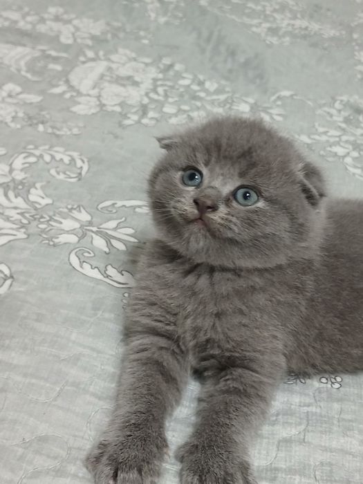 Продаются  породистые   котята голубые шиншилы Скотиш фолд и страйт.