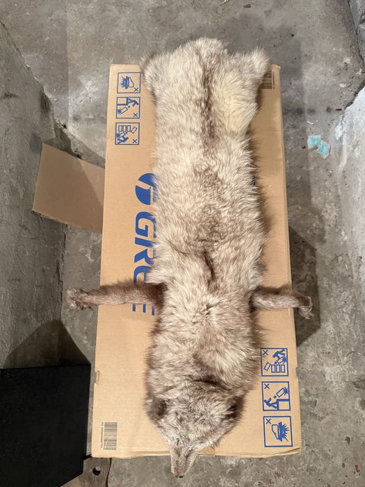 Продавам препарирана лисица