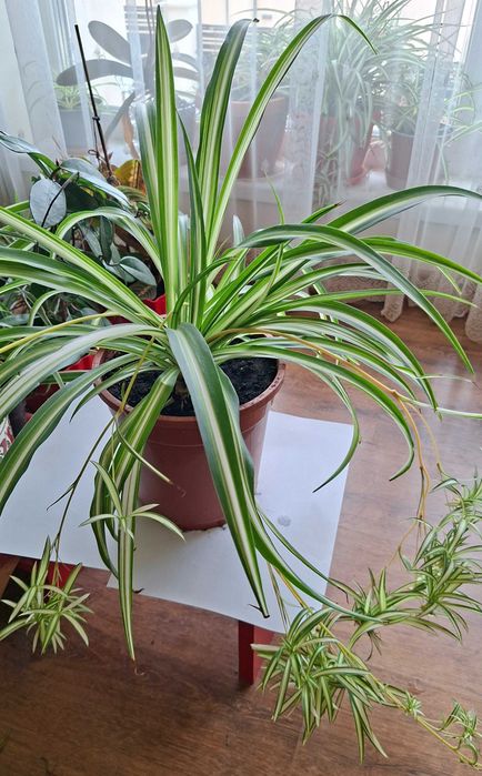 pt cadou palmiera ZZamioculcas,monstera adansonii,planta paianjen,hoya carnosa