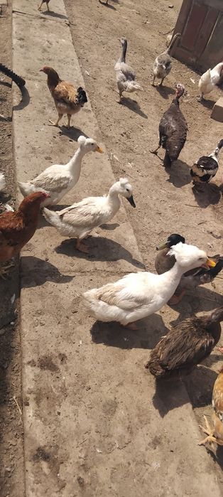 Disponibile rate moțate