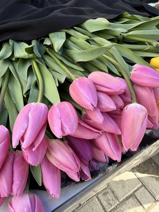 Тюльпан голландские 55-60см