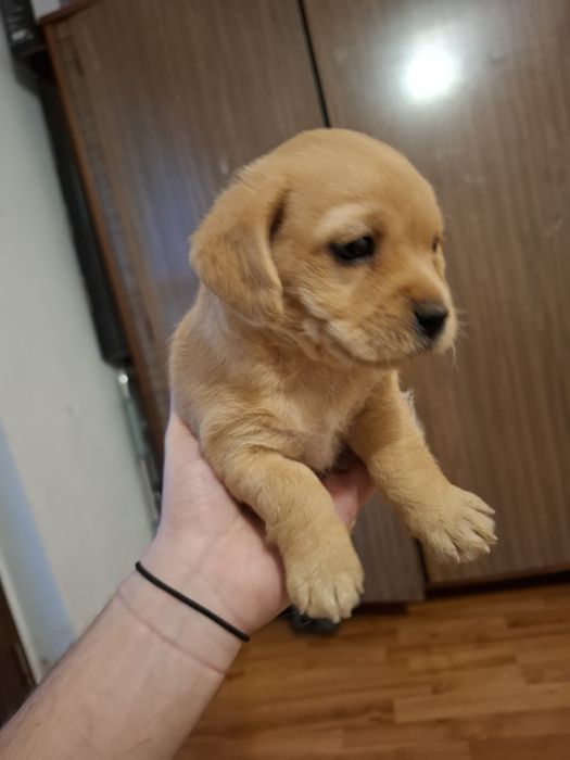 Donez pui de metis talie mica