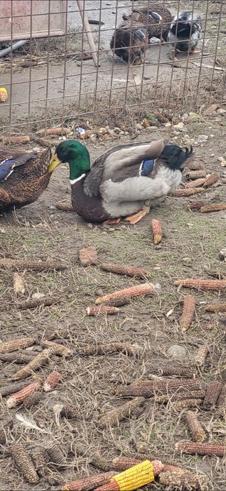 Rate rouen sălbatic