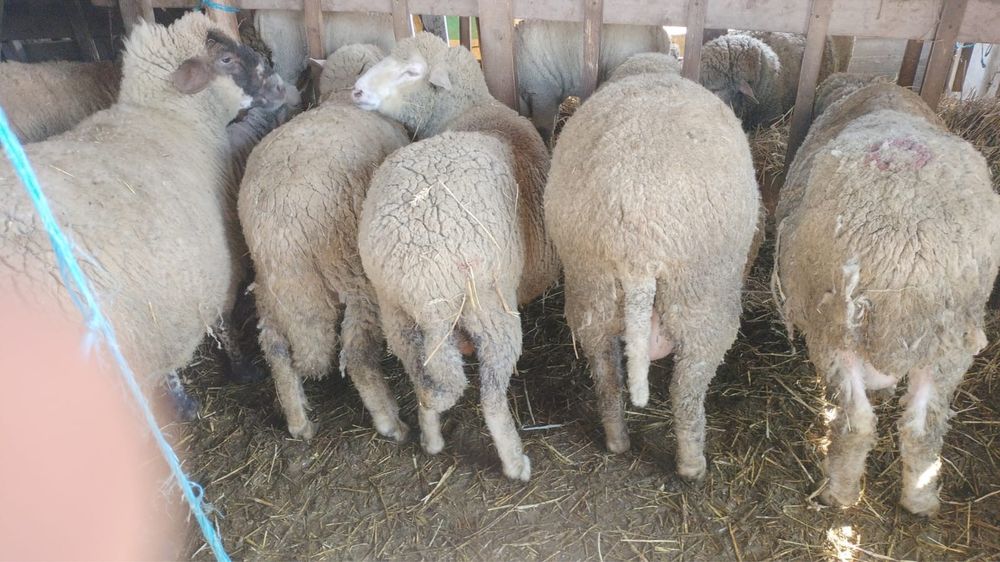 Vand Oi Merinos cu miei