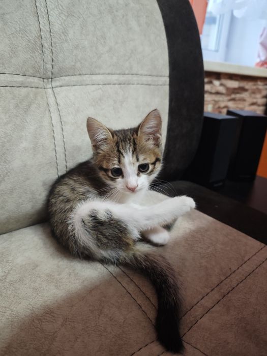 Отдам котика в добрые руки