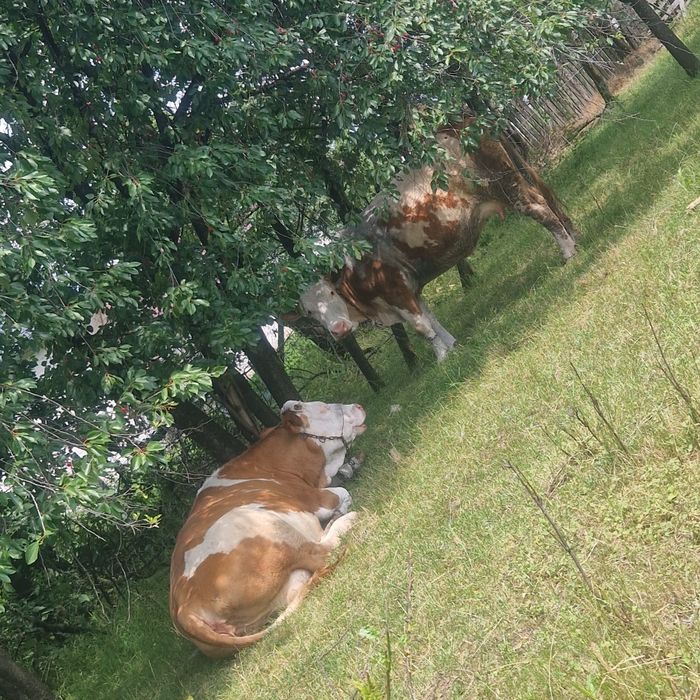 Vaca Baltata Romaneasca