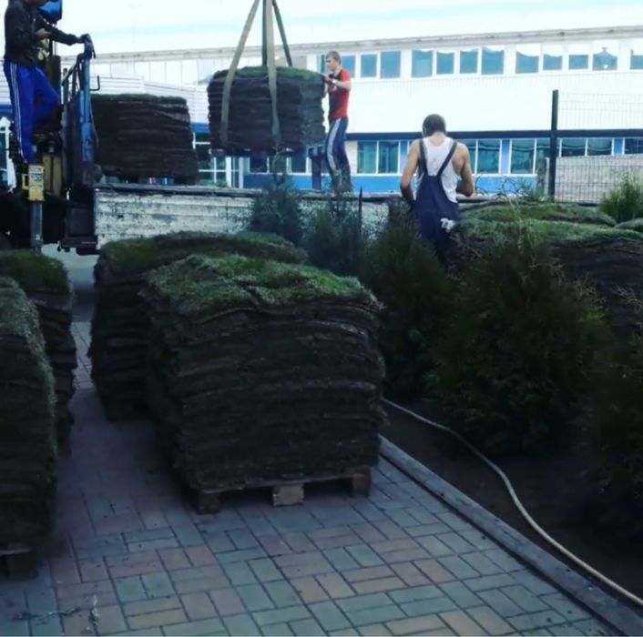 Газон посевной рулонный готовый