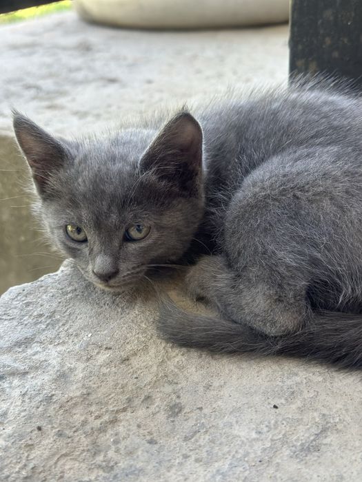 Котенок мальчик 2 месяца