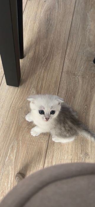 Милые породистые котята