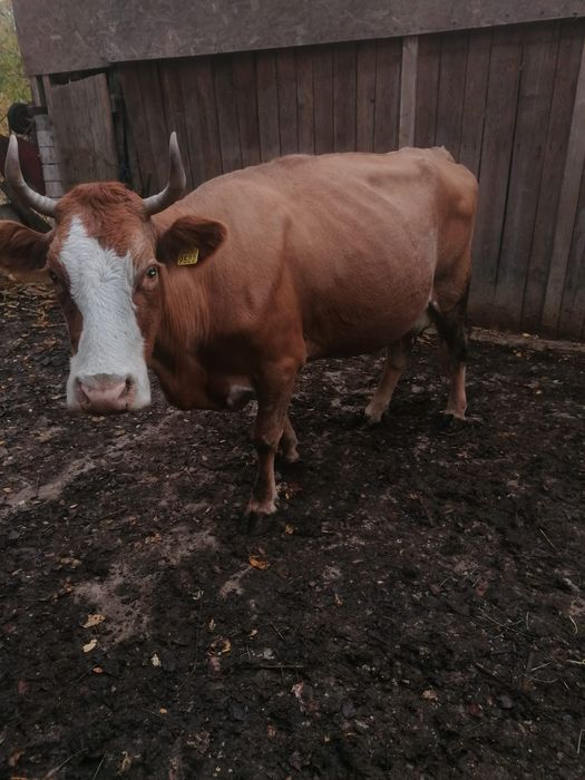Vând vaca  gestanta