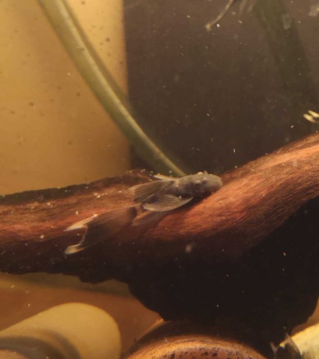 Ancistrus Green Dragon – Pești pentru acvariu