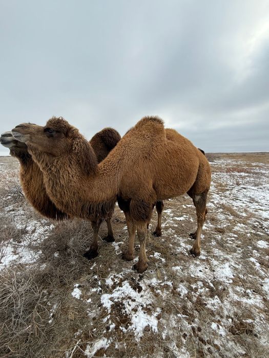 ұрғашы буаз түйе