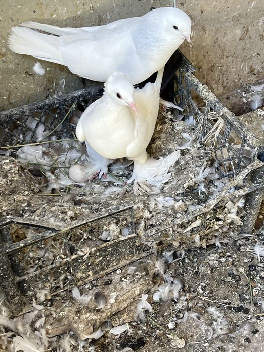 Зотдор кабутарлар Пародистые голуби Есть и самец и самка