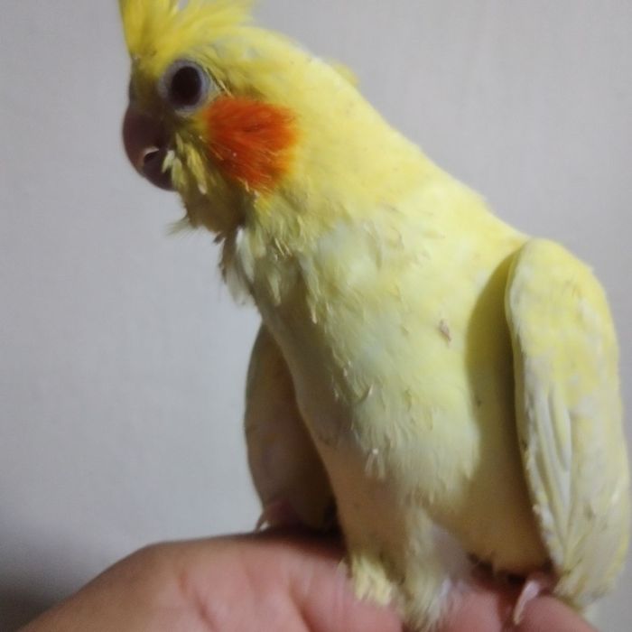 Ruchnoy karella sotiladi