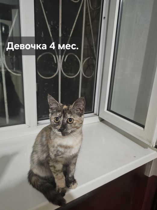 Кошечки метис британская, девочка, котята трёхцветка