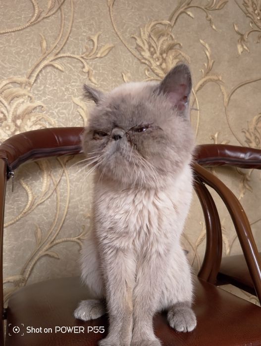 Продам экзотическую короткошёрстную кошку

Продаётся взрослая породист