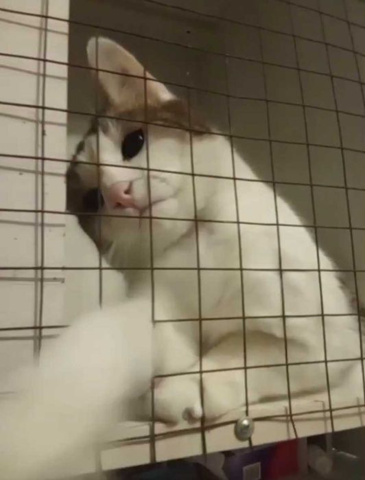 Умный котик ищет дом