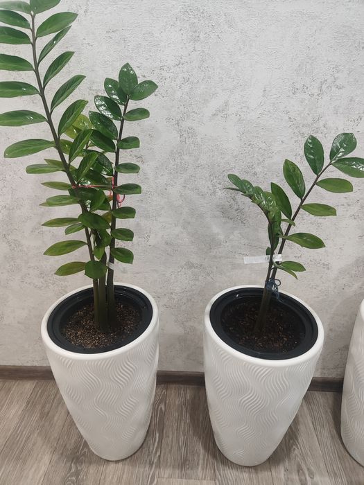 Продам комнатные растения