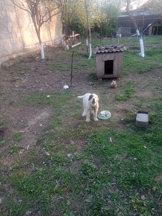 Щенок Алабая 2 месяц